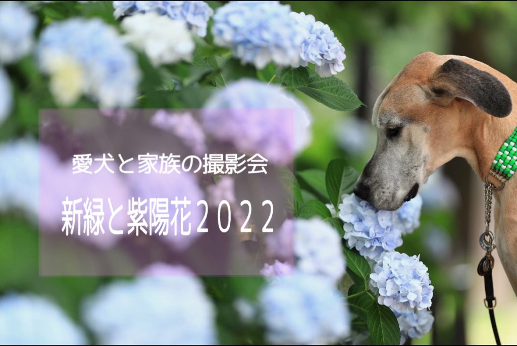 新緑と紫陽花2022